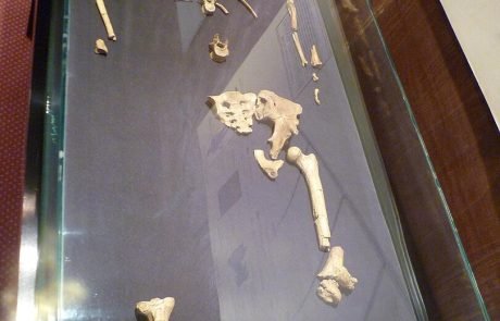 Le squelette de Lucy exposé en Europe pour la première fois