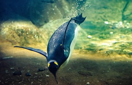 Some diving birds more at risk of extinction