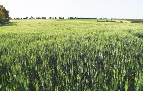 Wissenschaftler lüften Geheimnis des Pflanzenwachstums