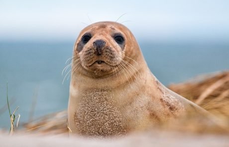 Die Kegelrobbe in der Ostsee: Wissenschaftler warnen vor zu großem Jagddruck
